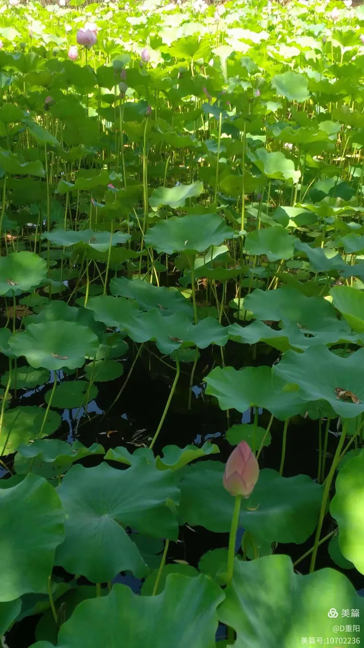 是一座自然景观有荷花,绿树,仿古建筑 楼阁为一体的精巧园林,荷花园